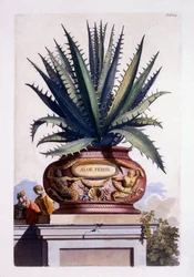 Aloe Ferox, from 